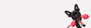 Contacter AccentAigu